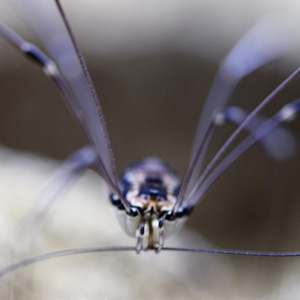 201027_Trequanda_300x300